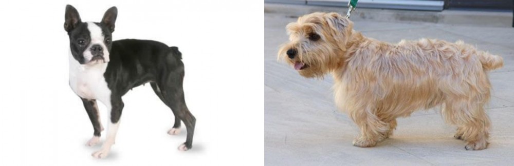 Lucas Terrier vs Boston Terrier - Breed Comparison