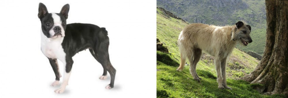 Lurcher vs Boston Terrier - Breed Comparison