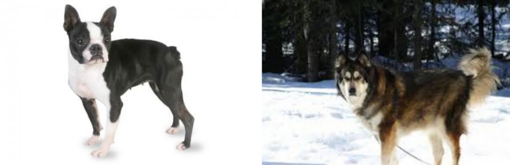 Mackenzie River Husky vs Boston Terrier - Breed Comparison