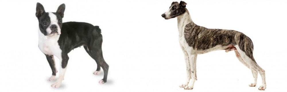 Magyar Agar vs Boston Terrier - Breed Comparison