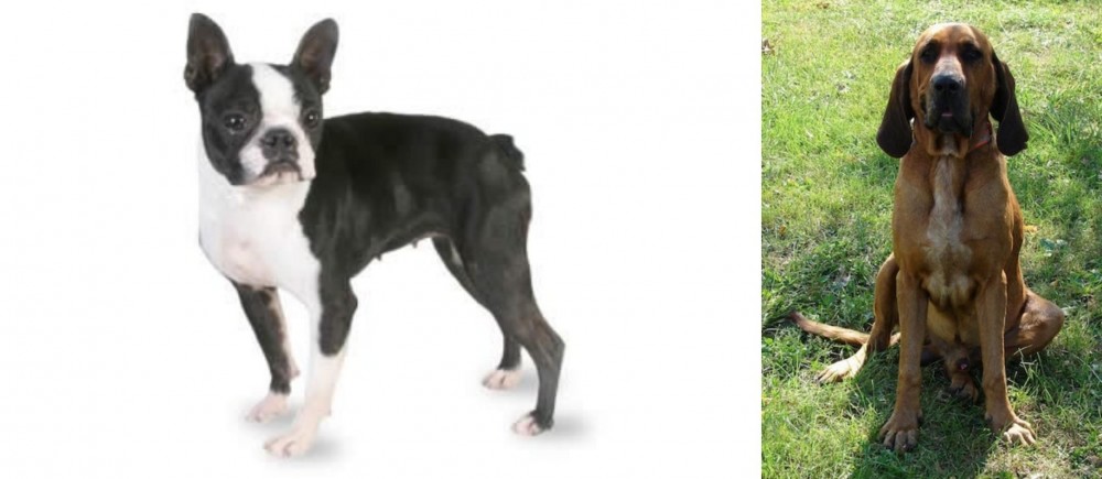 Majestic Tree Hound vs Boston Terrier - Breed Comparison