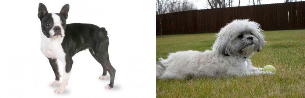 Mal-Shi vs Boston Terrier - Breed Comparison