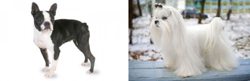 Maltese vs Boston Terrier - Breed Comparison