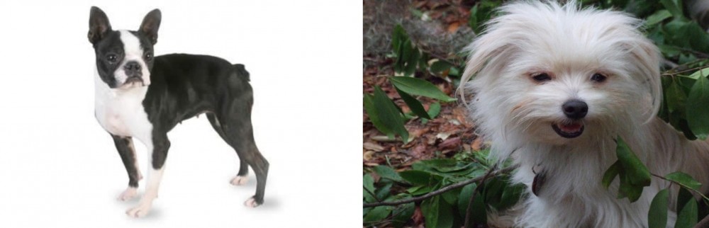 Malti-Pom vs Boston Terrier - Breed Comparison