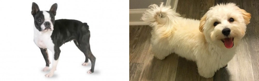 Maltipoo vs Boston Terrier - Breed Comparison