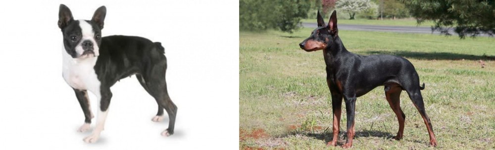 Manchester Terrier vs Boston Terrier - Breed Comparison