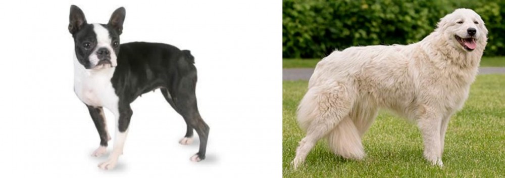 Maremma Sheepdog vs Boston Terrier - Breed Comparison