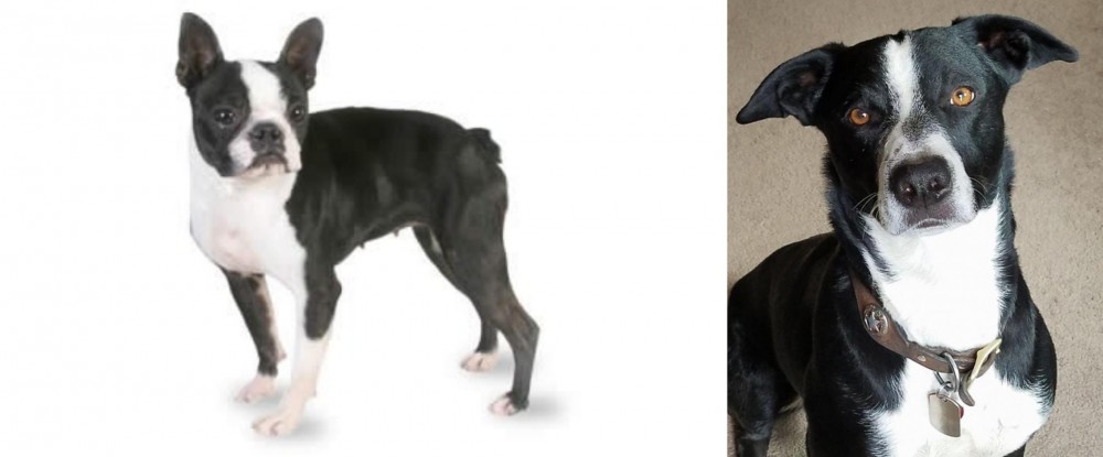 McNab vs Boston Terrier - Breed Comparison