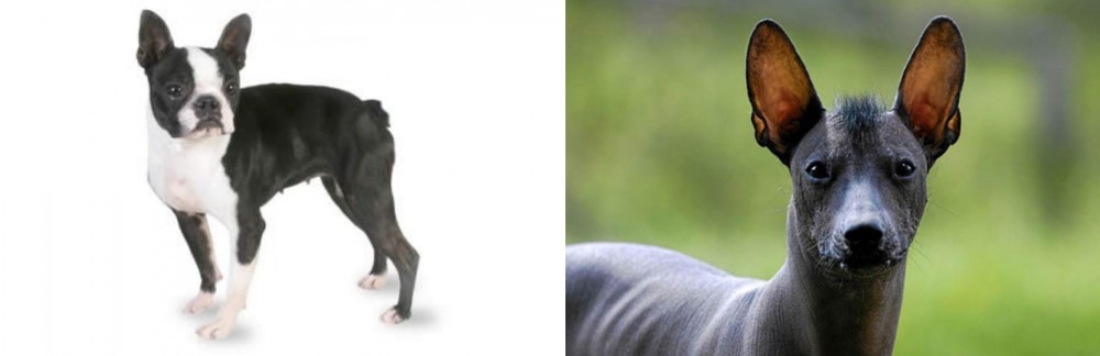 Mexican Hairless vs Boston Terrier - Breed Comparison