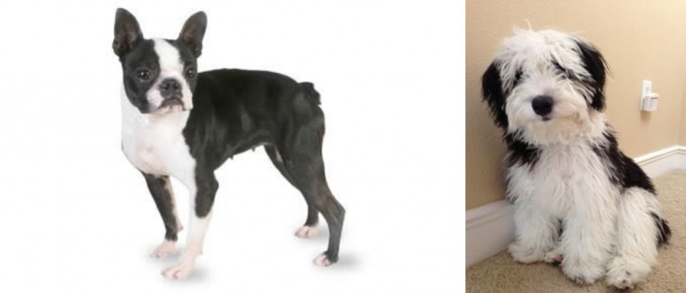 Mini Sheepadoodles vs Boston Terrier - Breed Comparison