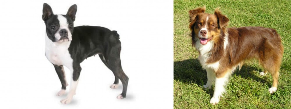 Miniature Australian Shepherd vs Boston Terrier - Breed Comparison