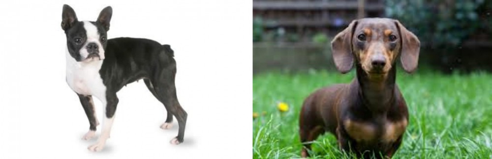 Miniature Dachshund vs Boston Terrier - Breed Comparison