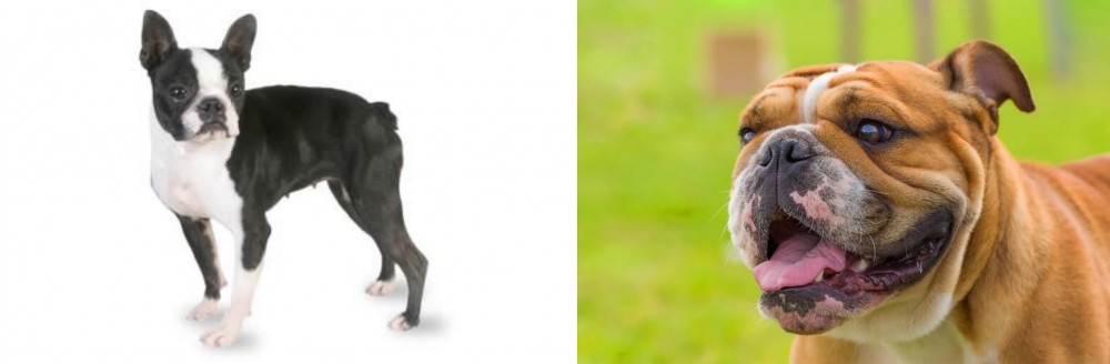 Miniature English Bulldog vs Boston Terrier - Breed Comparison