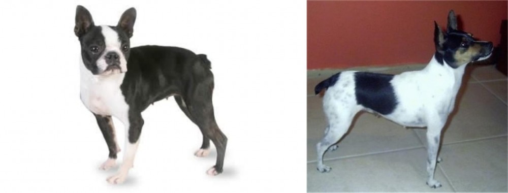 Miniature Fox Terrier vs Boston Terrier - Breed Comparison