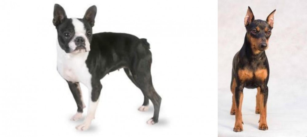 Miniature Pinscher vs Boston Terrier - Breed Comparison