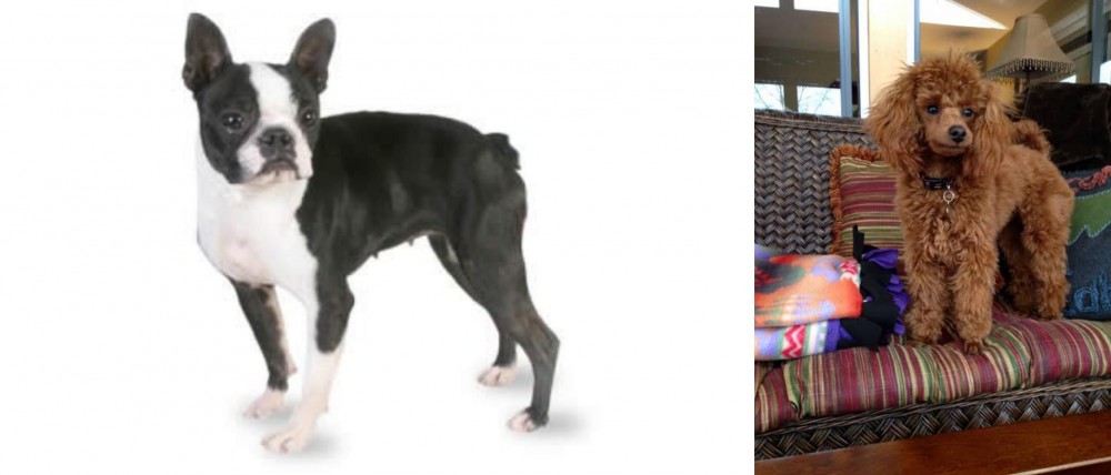 Miniature Poodle vs Boston Terrier - Breed Comparison