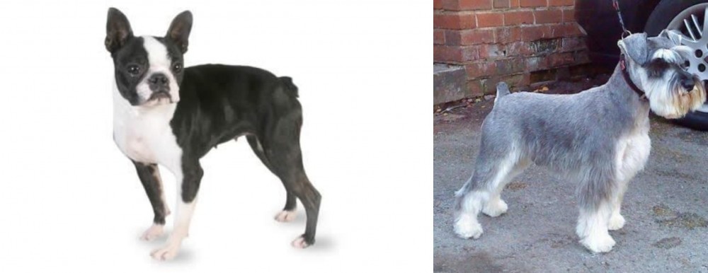 Miniature Schnauzer vs Boston Terrier - Breed Comparison