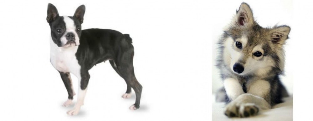 Miniature Siberian Husky vs Boston Terrier - Breed Comparison