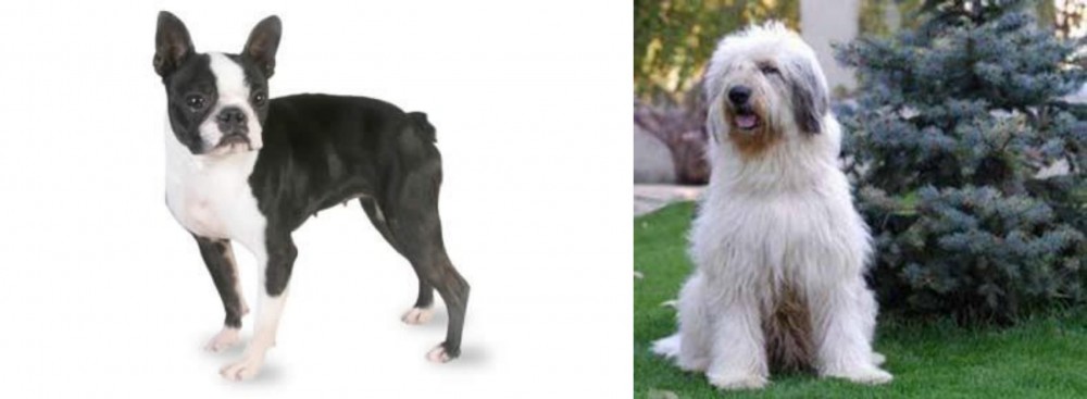 Mioritic Sheepdog vs Boston Terrier - Breed Comparison