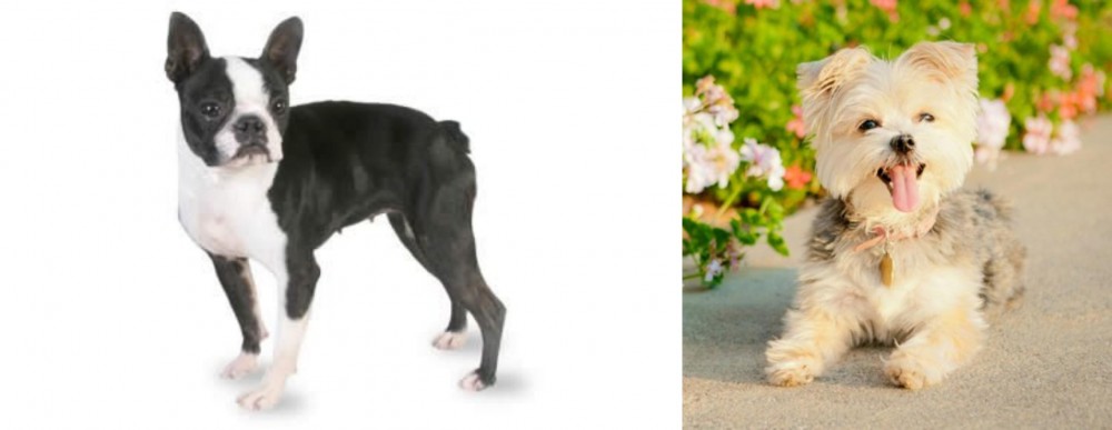 Morkie vs Boston Terrier - Breed Comparison