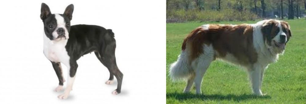 Moscow Watchdog vs Boston Terrier - Breed Comparison