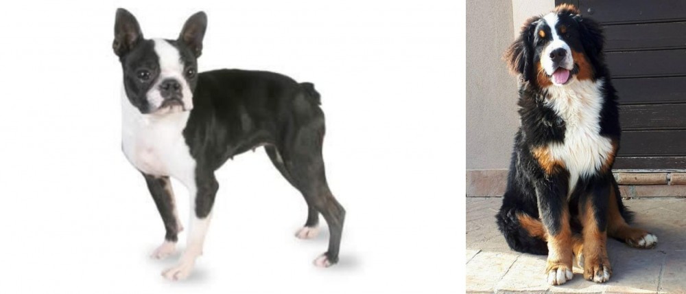 Mountain Burmese vs Boston Terrier - Breed Comparison