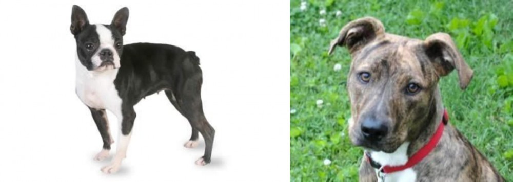 Mountain Cur vs Boston Terrier - Breed Comparison