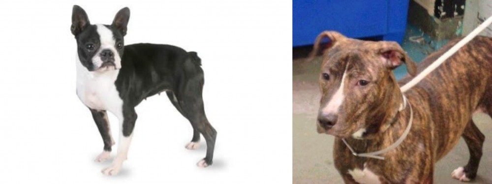 Mountain View Cur vs Boston Terrier - Breed Comparison