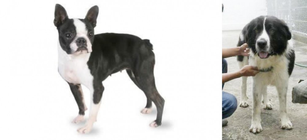 Mucuchies vs Boston Terrier - Breed Comparison