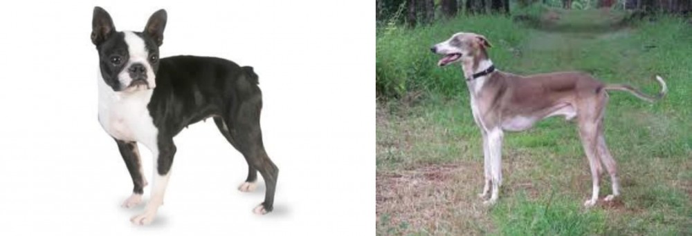 Mudhol Hound vs Boston Terrier - Breed Comparison