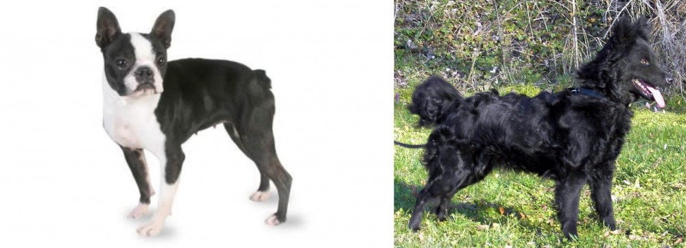 Mudi vs Boston Terrier - Breed Comparison
