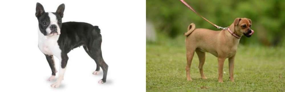 Muggin vs Boston Terrier - Breed Comparison
