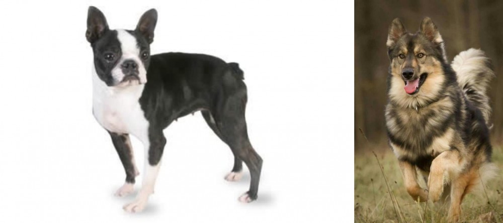 Native American Indian Dog vs Boston Terrier - Breed Comparison