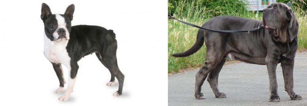 Neapolitan Mastiff vs Boston Terrier - Breed Comparison