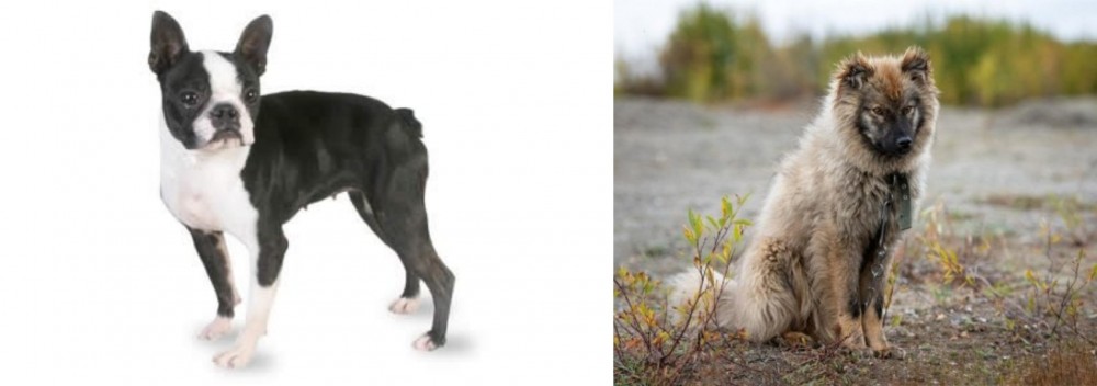 Nenets Herding Laika vs Boston Terrier - Breed Comparison