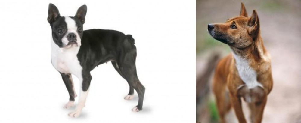 New Guinea Singing Dog vs Boston Terrier - Breed Comparison