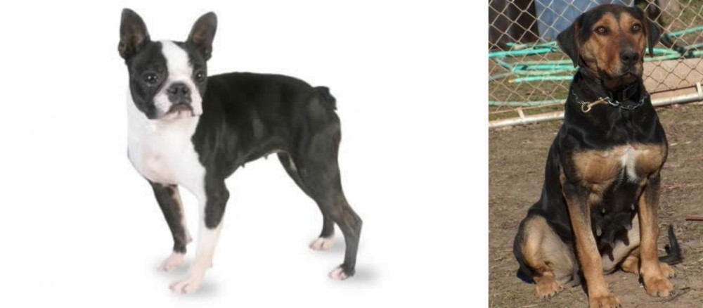 New Zealand Huntaway vs Boston Terrier - Breed Comparison
