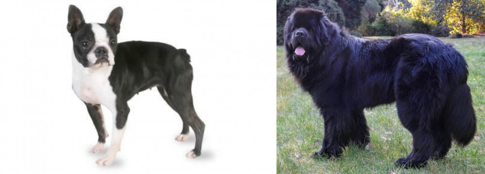 Newfoundland Dog vs Boston Terrier - Breed Comparison