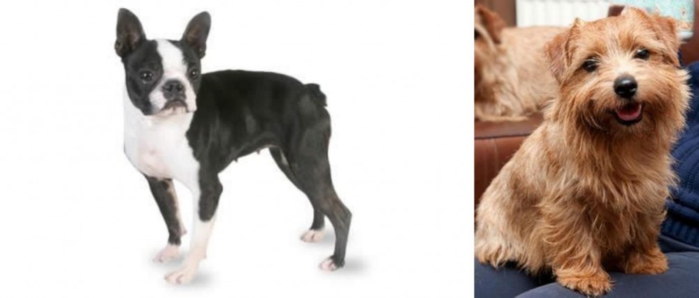 Norfolk Terrier vs Boston Terrier - Breed Comparison