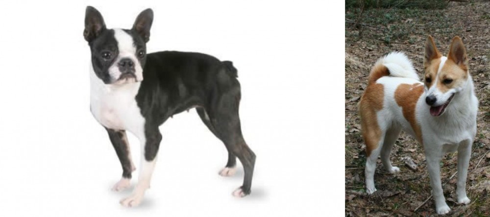 Norrbottenspets vs Boston Terrier - Breed Comparison