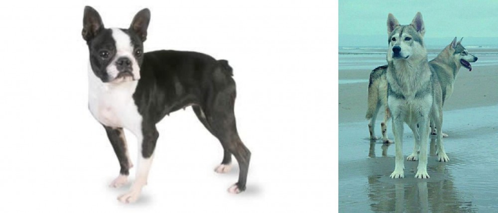 Northern Inuit Dog vs Boston Terrier - Breed Comparison