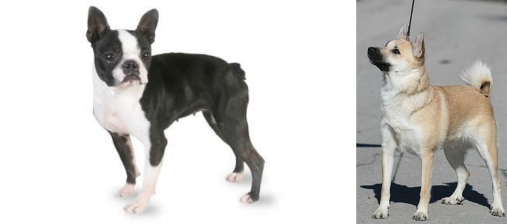Norwegian Buhund vs Boston Terrier - Breed Comparison
