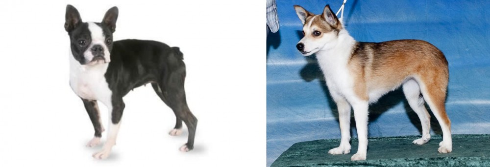 Norwegian Lundehund vs Boston Terrier - Breed Comparison