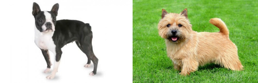 Norwich Terrier vs Boston Terrier - Breed Comparison