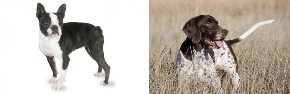 Old Danish Pointer vs Boston Terrier - Breed Comparison