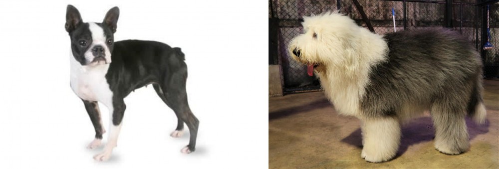 Old English Sheepdog vs Boston Terrier - Breed Comparison