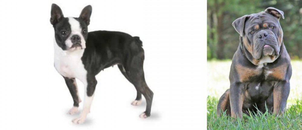 Olde English Bulldogge vs Boston Terrier - Breed Comparison