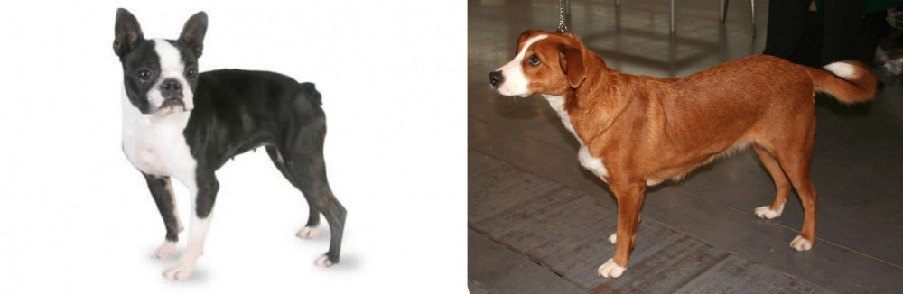 Osterreichischer Kurzhaariger Pinscher vs Boston Terrier - Breed Comparison