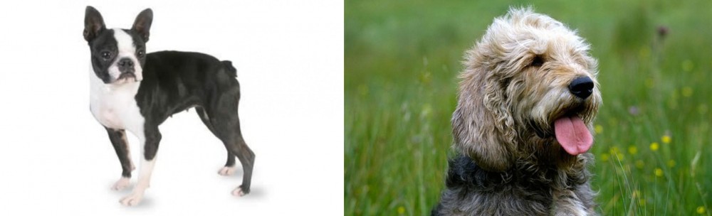 Otterhound vs Boston Terrier - Breed Comparison