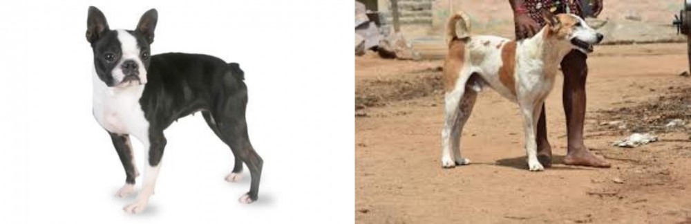 Pandikona vs Boston Terrier - Breed Comparison